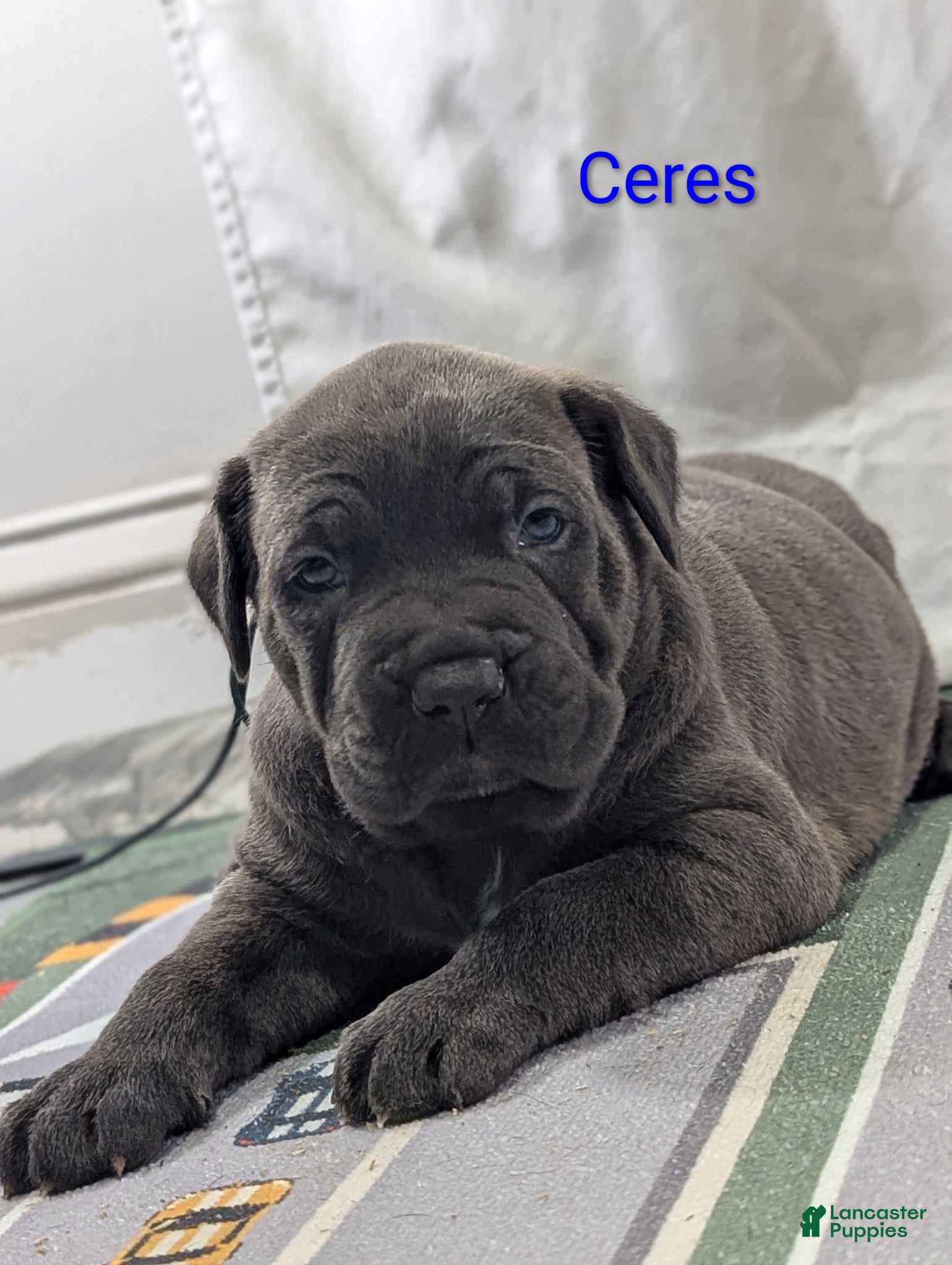 Cane Corso dogs for sale: Neptune  - Ad 6