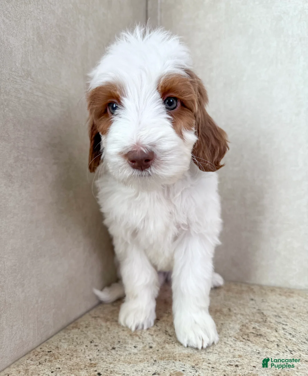 Goldendoodle dogs for sale: Joy - Ad 3