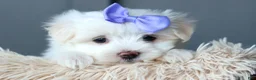 Maltese dogs for sale: PENNY - Ad 13