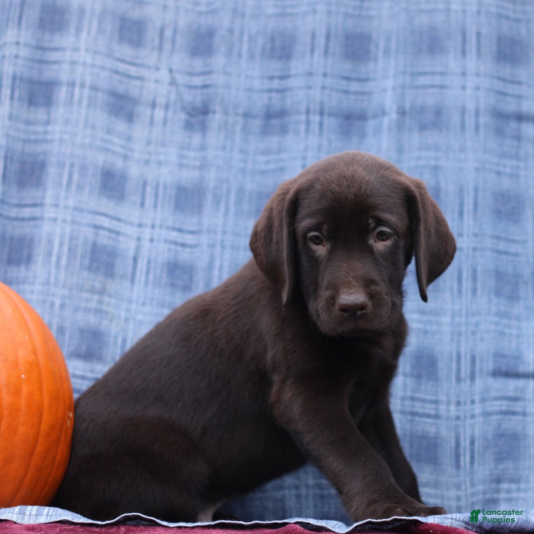 Labrador Retriever dogs for sale: Judson  - Ad 3