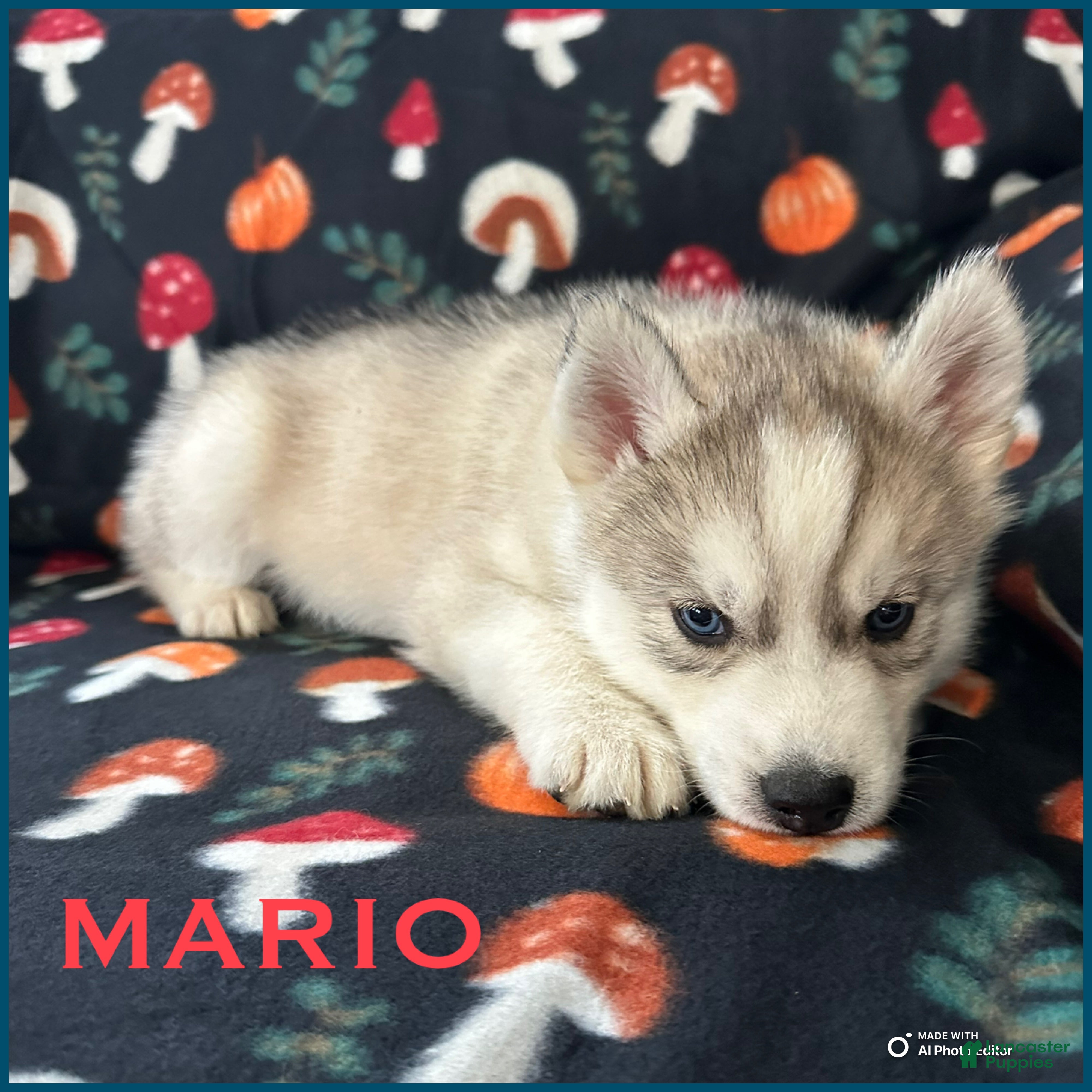 Siberian Husky dogs Mario - Ad 31