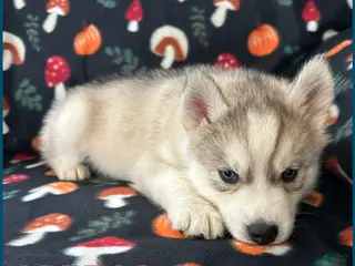 Siberian Husky dogs Mario - Ad 41