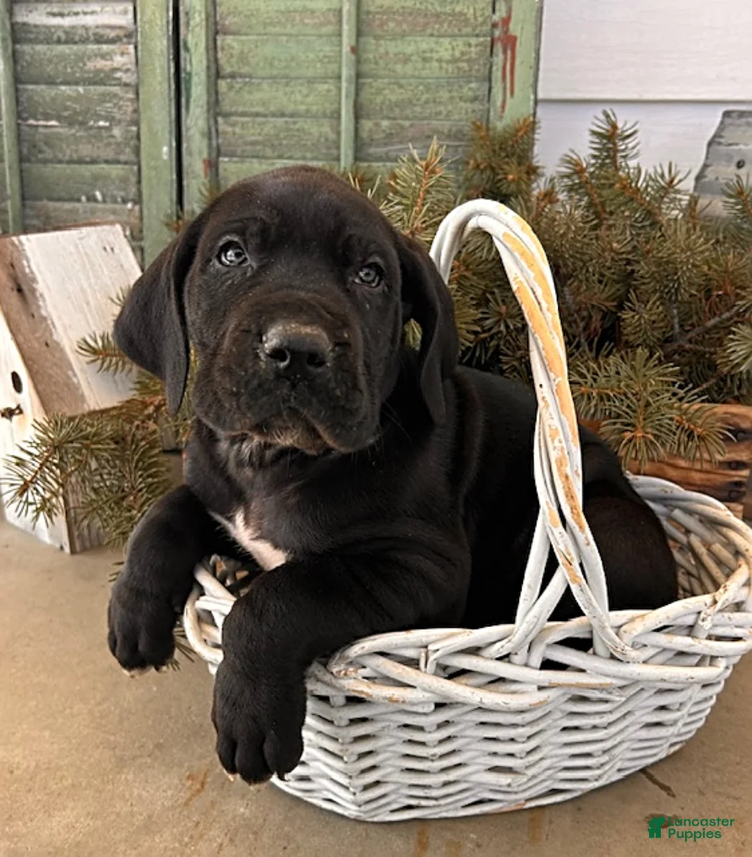 Great Dane dogs for sale: Remington - Ad 3