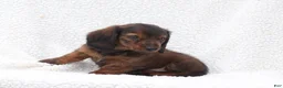 Miniature Dachshund dogs for sale: Peter - Ad 4