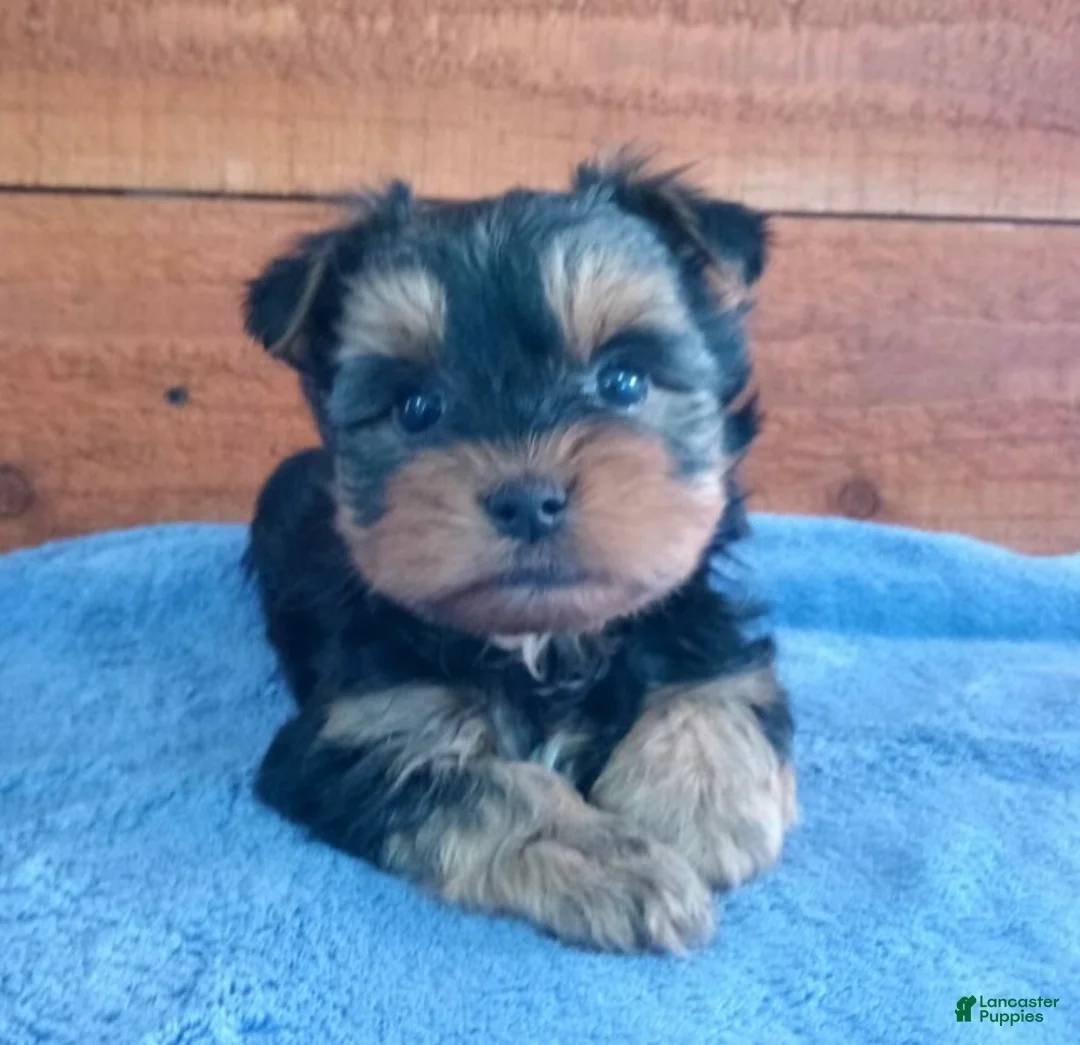 Yorkshire Terrier dogs for sale: Riley - Ad 1