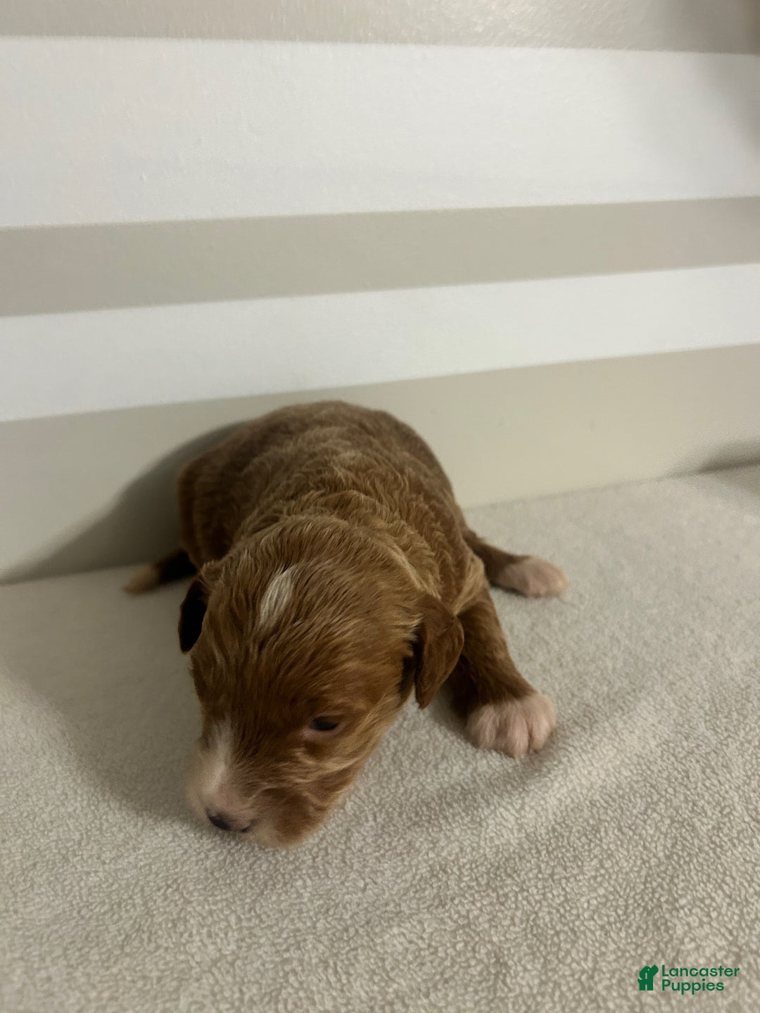 Mini Goldendoodle dogs for sale: Cindy - Ad 4