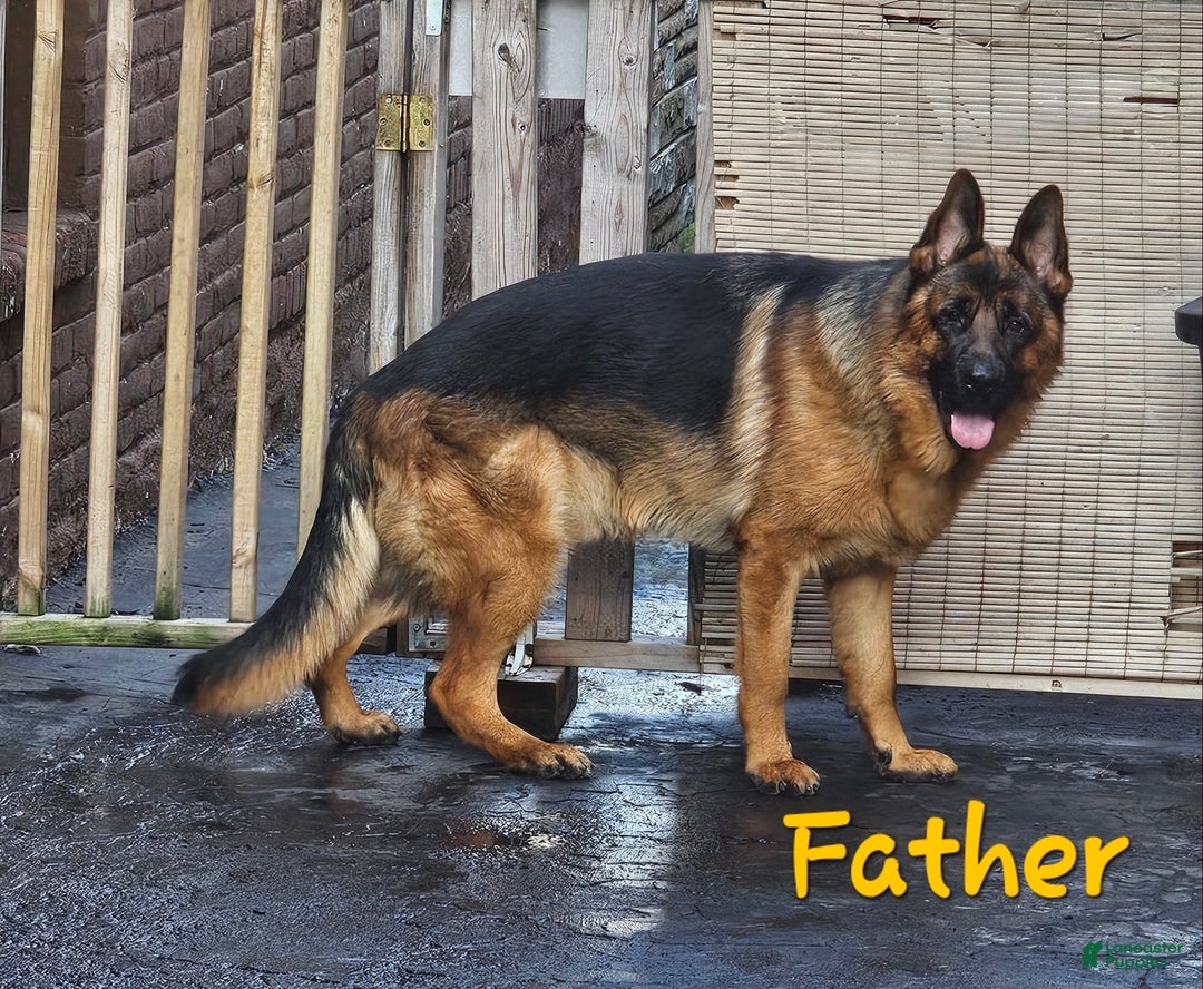 German Shepherd dogs for sale: Black (6) - Ad 11