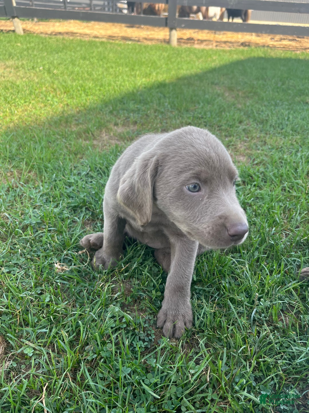 Week Old Silver Lab Puppies For Sale Labrador Retriever Puppy For