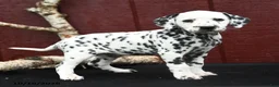 Dalmatian dogs for sale: Jade - Ad 3