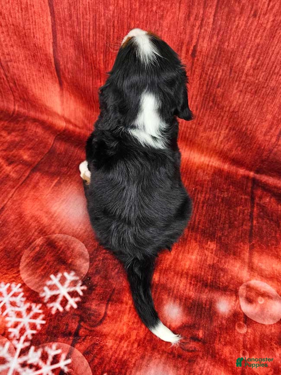 Miniature Bernese Mountain Dog dogs for sale: Macchiato - Ad 4