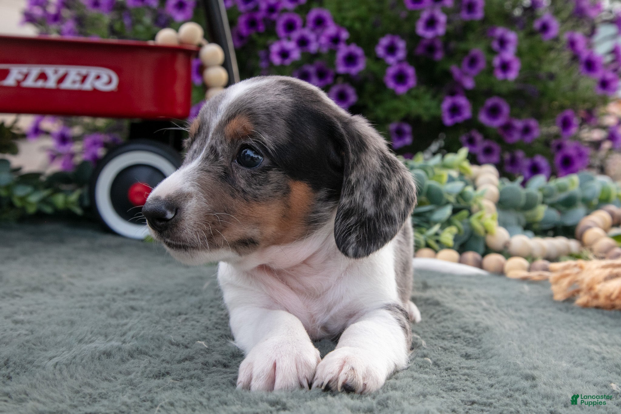 Miniature Dachshund dogs Chester - Ad 2