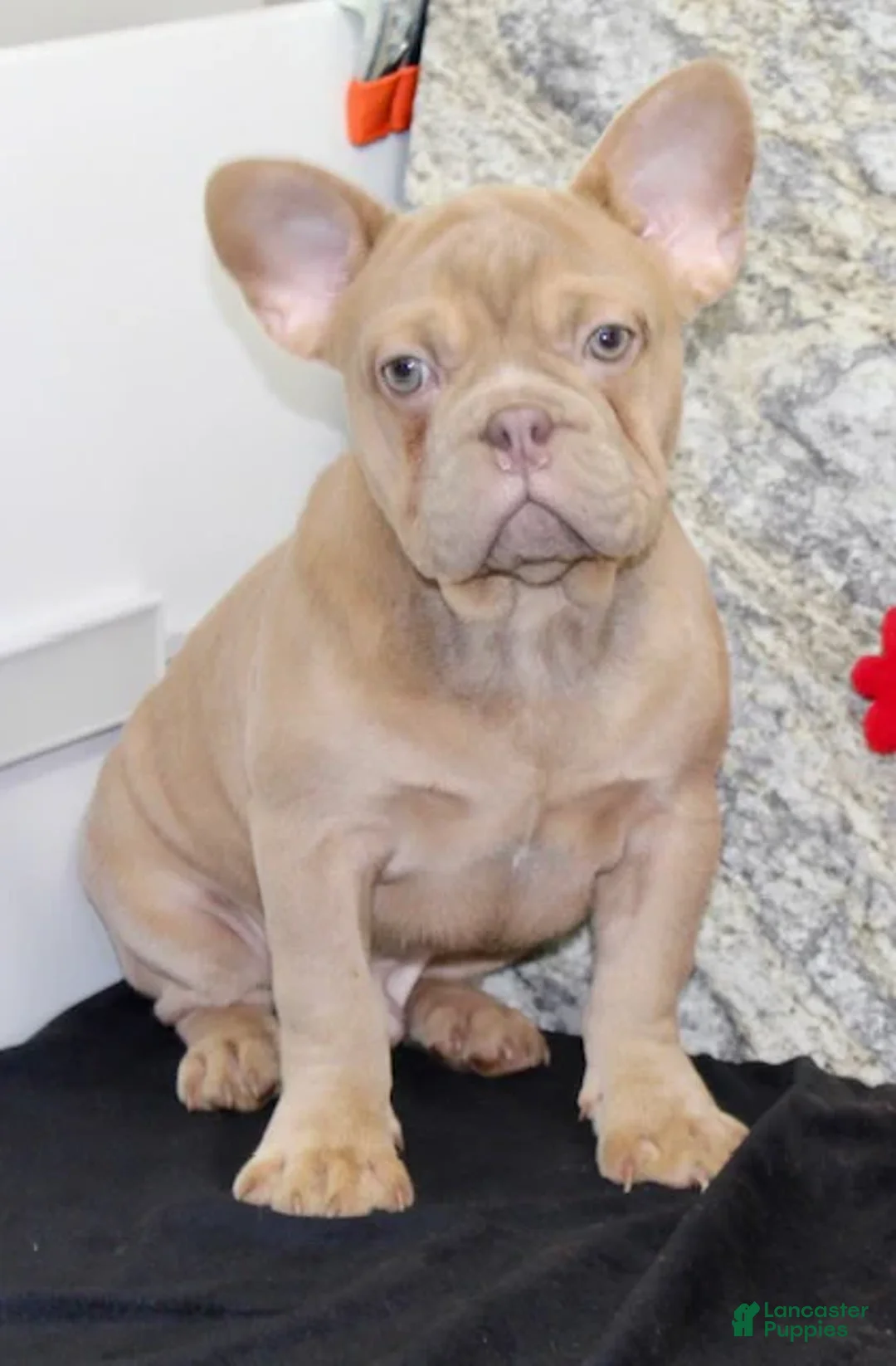 French Bulldog dogs for sale: Dustin - Ad 2