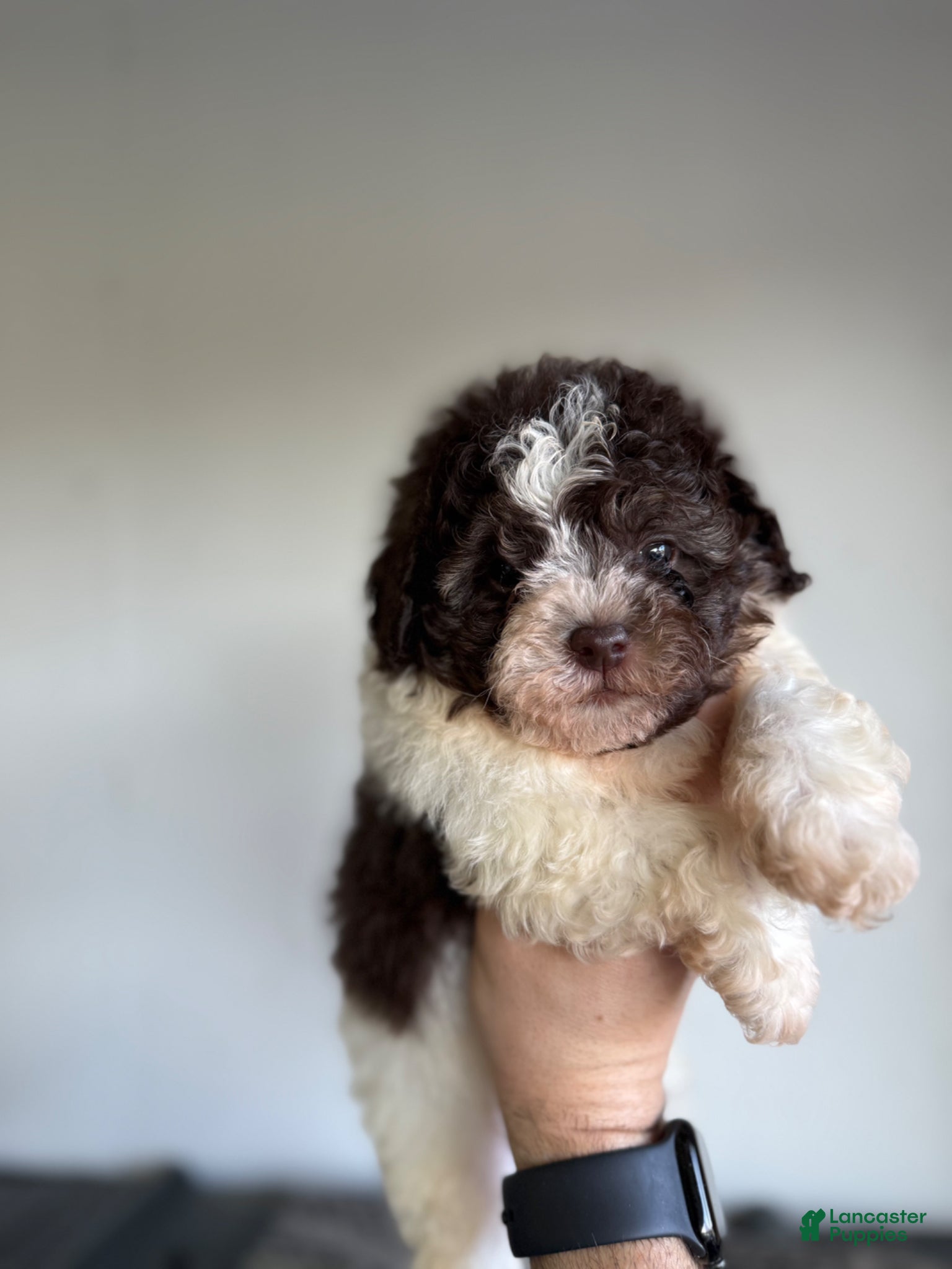 Shihpoo dogs Nathaniel  - Ad 7