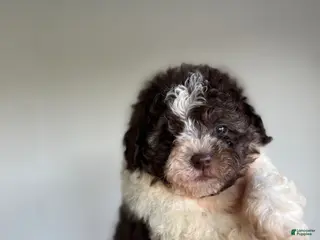 Shihpoo dogs Nathaniel - Ad 7