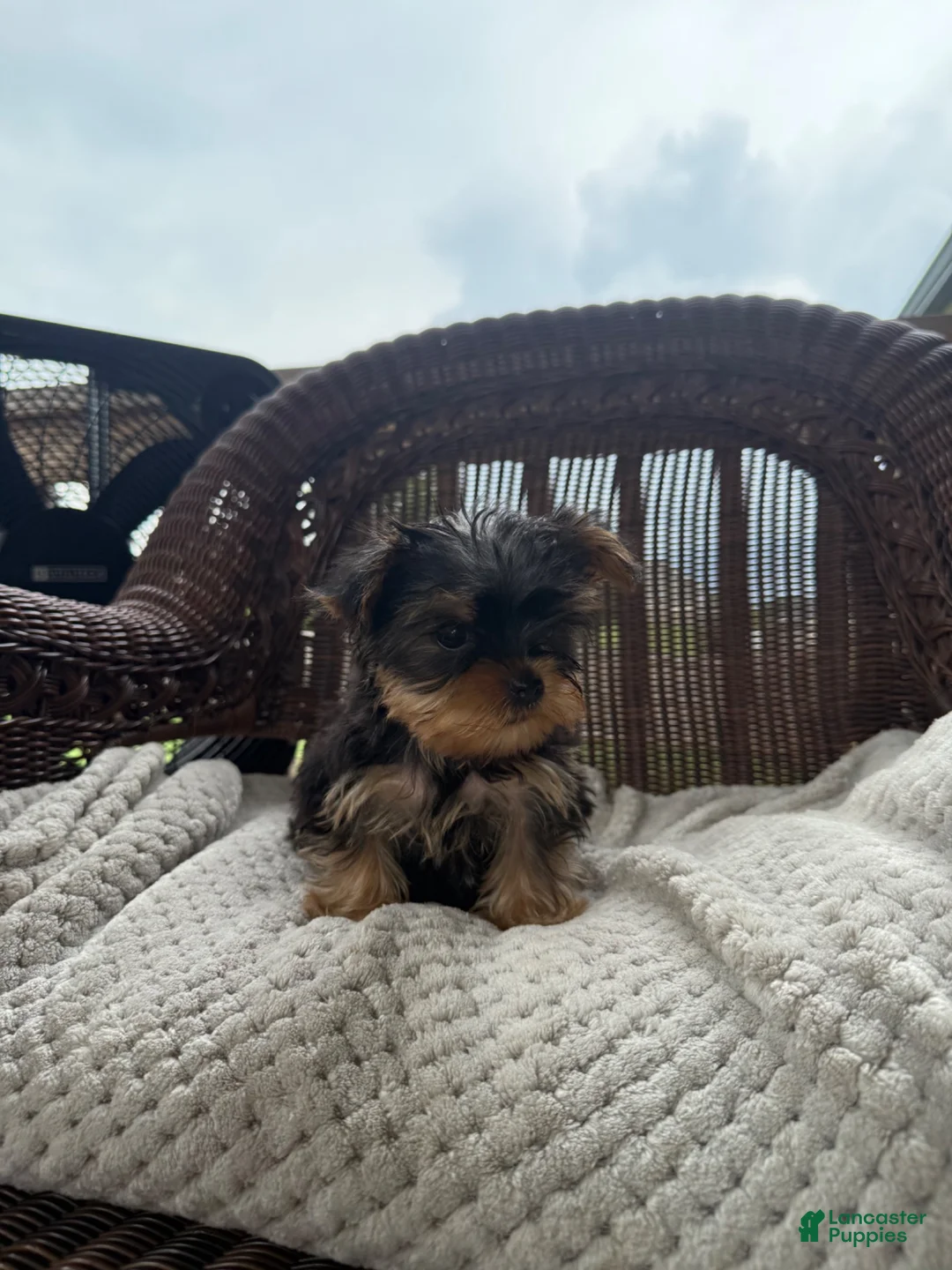 Yorkshire Terrier dogs for sale: Jerry  - Ad 1