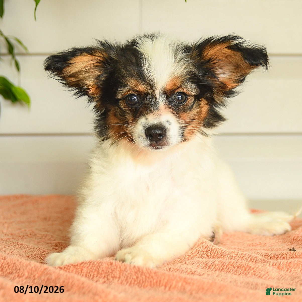 Papillon dogs Ripple - Ad 2