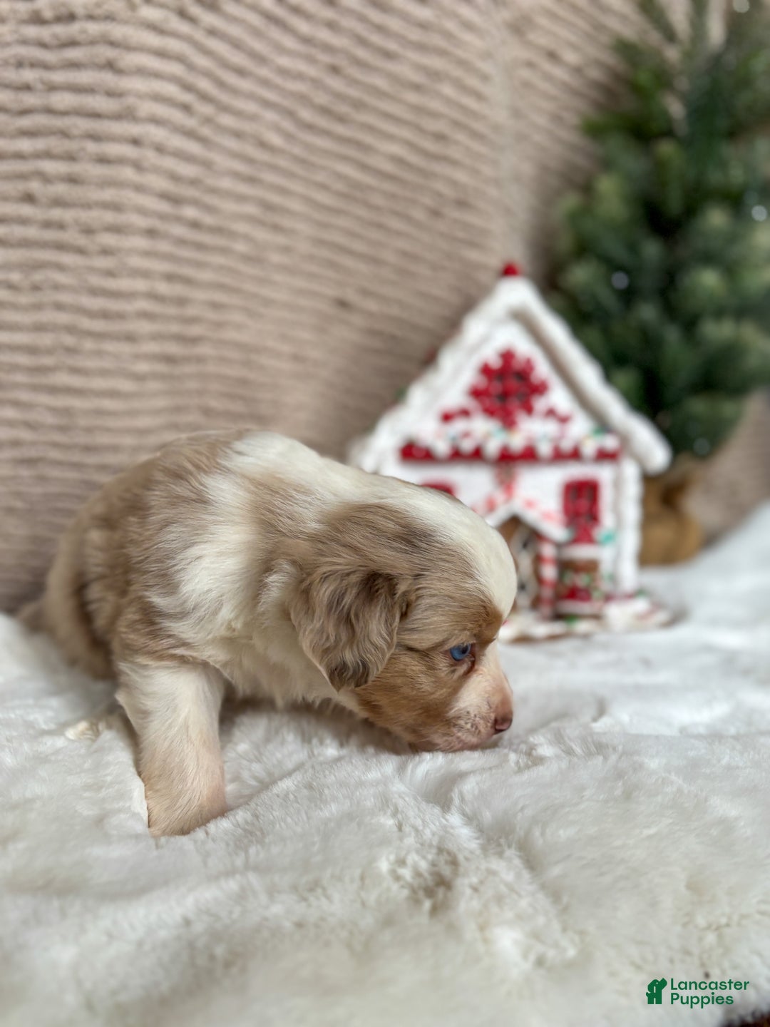 Miniature Australian Shepherd dogs for sale: Liam  - Ad 3