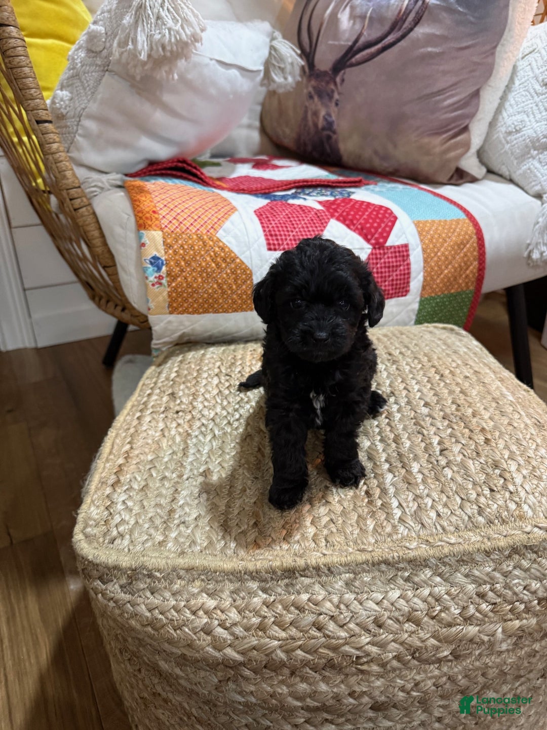 Mini Aussiedoodle dogs for sale: Molly - Ad 5