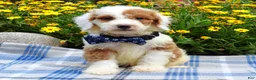 Sheepadoodle dogs for sale: Scout - Ad 4