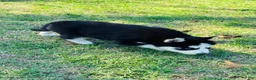 Siberian Husky dogs for sale: Maci - Ad 8