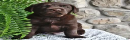 Labrador Retriever dogs for sale: Chocolate - Ad 4