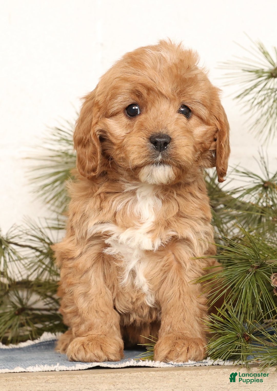 Cavapoo dogs for sale: Mason - Ad 4