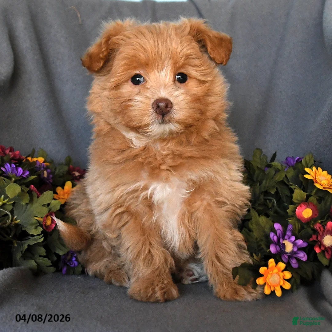 Pomapoo dogs for sale: Stanley - Ad 3