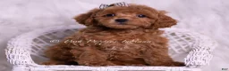 Toy Poodle dogs for sale: Saffron - Ad 2