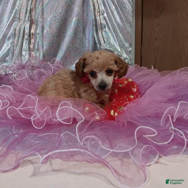 Toy Poodle dogs Toy Poodle 1 - Ad 1