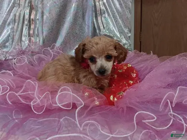 Toy Poodle dogs for sale: Toy Poodle 1 - Ad 1
