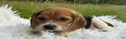 Beagle dogs for sale: Addie - Ad 3