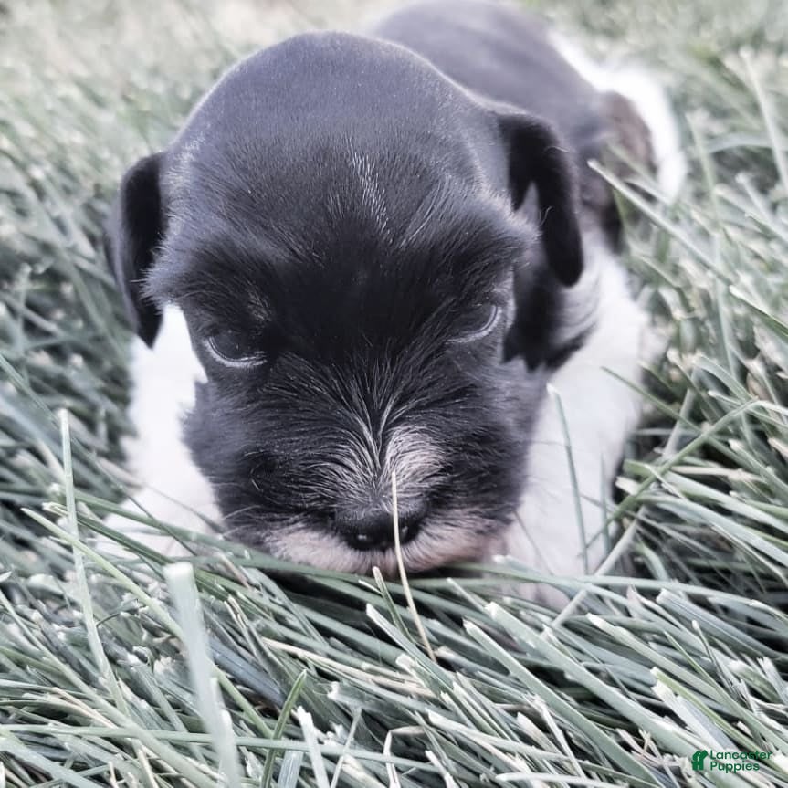 Black And White Parti Miniature Schnauzer Parti Miniature