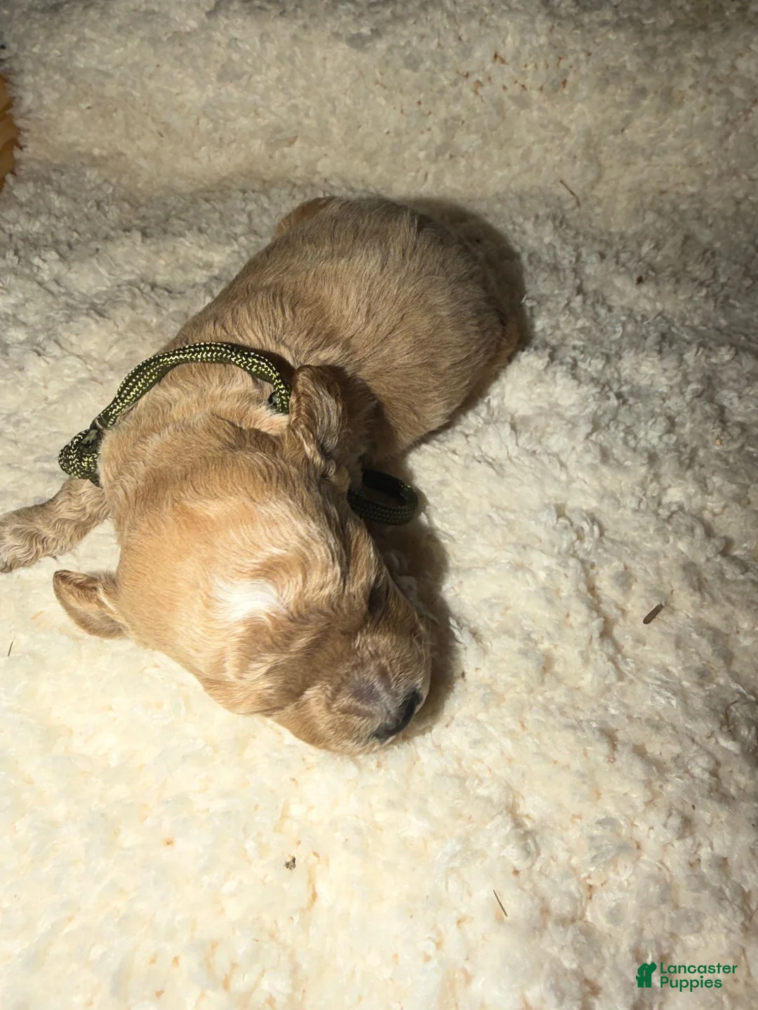 Miniature Poodle dogs for sale: AKC Miniature Poodle Male - Cedar - Ad 2