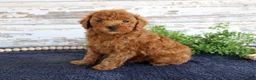Toy Poodle dogs for sale: Ryder - Ad 3