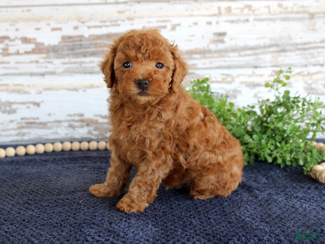 Toy Poodle dogs for sale: Ryder - Ad 3
