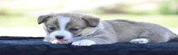 Welsh Corgi Pembroke dogs for sale: Carli - Ad 5