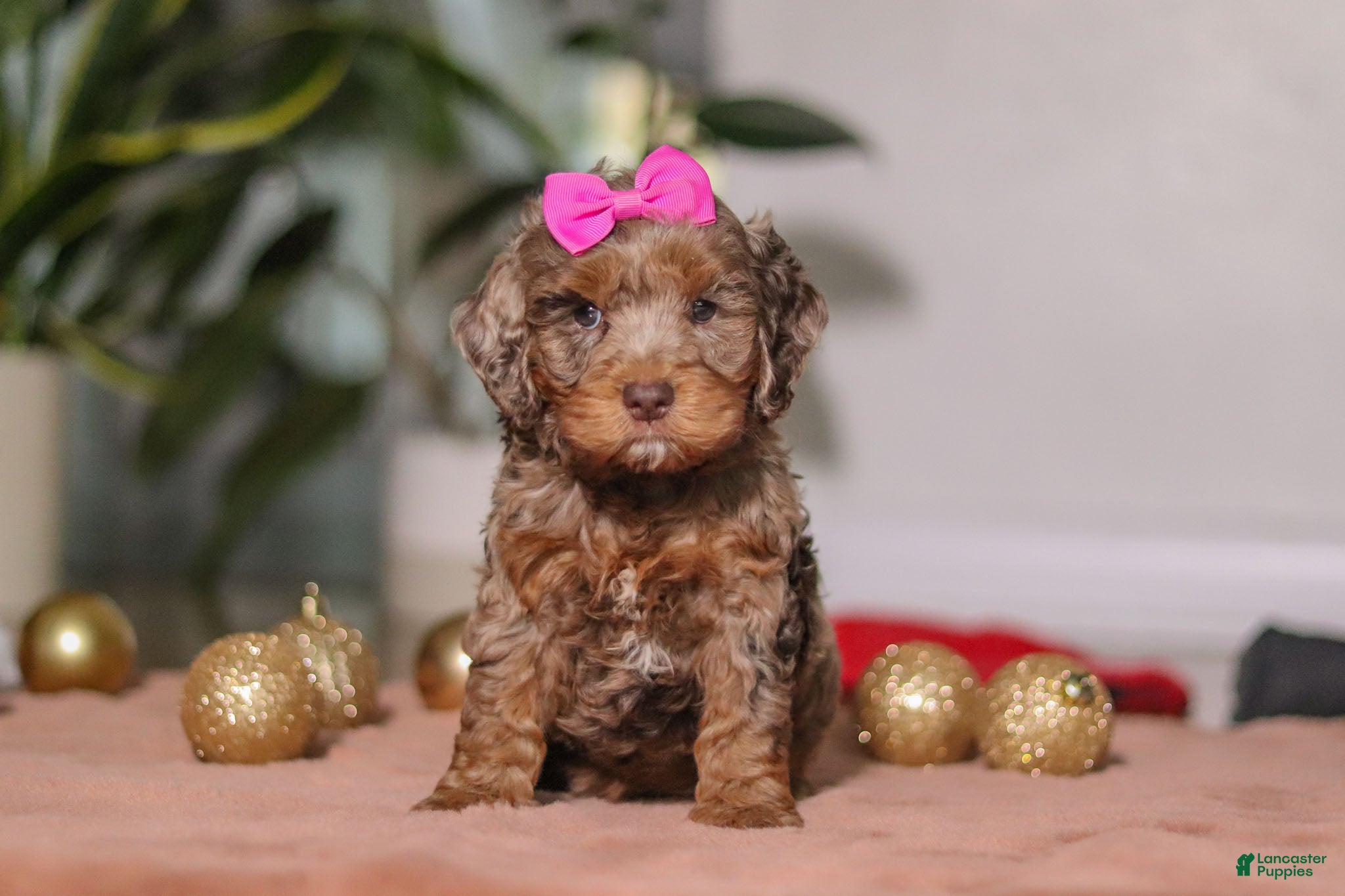 Cockapoo dogs Ivy - Ad 37