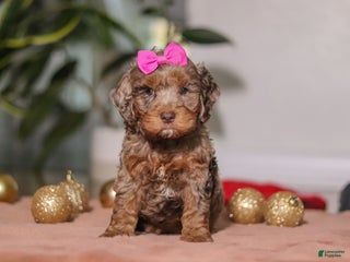 Cockapoo dogs Ivy - Ad 37