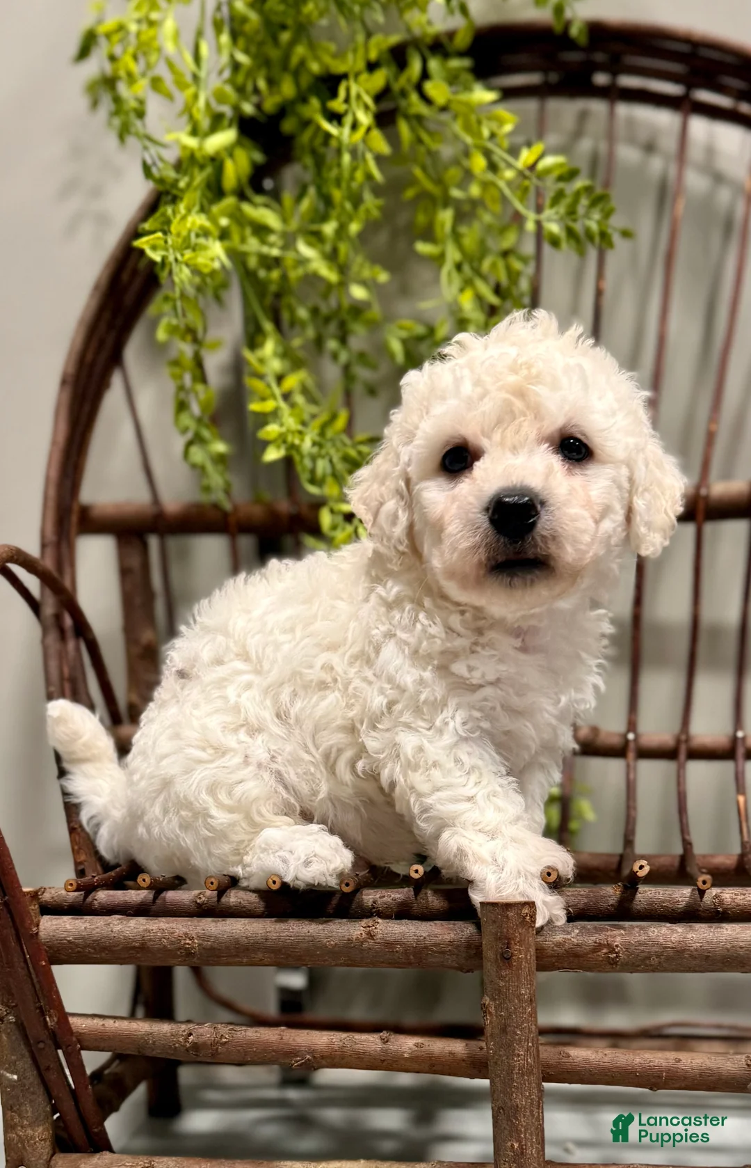 Bichon Frise dogs for sale: ACA Maverick  - Ad 6