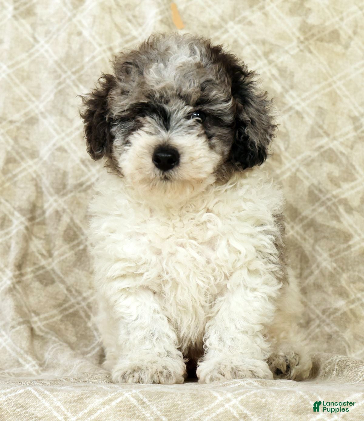 Miniature Poodle dogs Felix - Ad 2