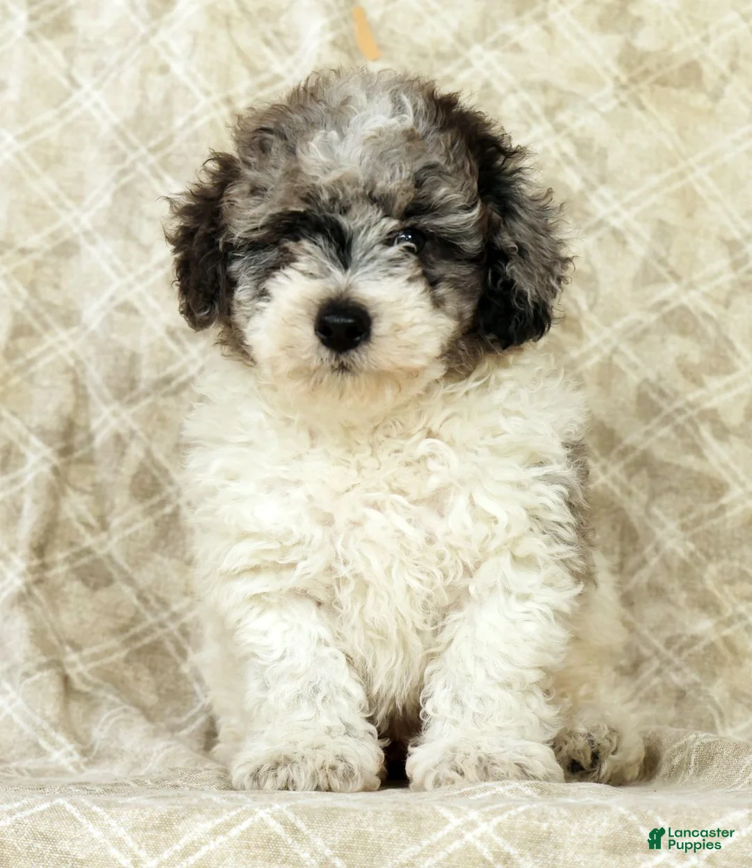 Miniature Poodle dogs for sale: Felix - Ad 2