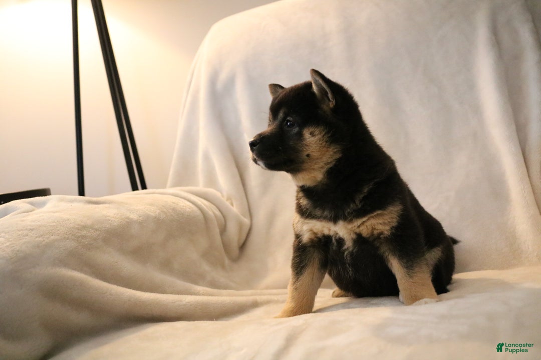Shiba Inu dogs for sale: Sophie  - Ad 2