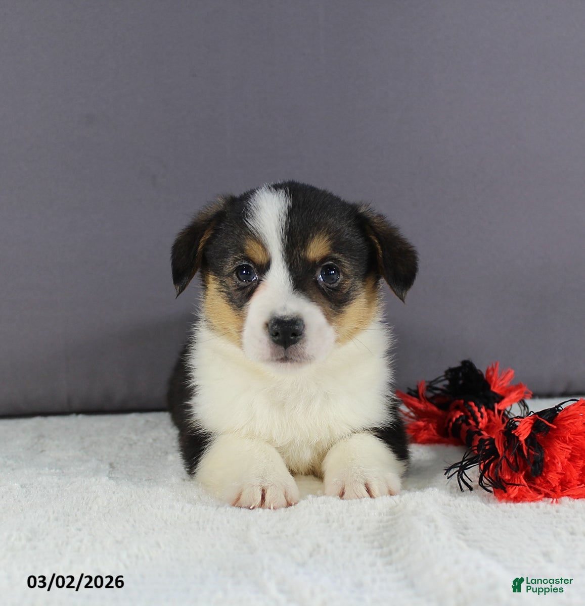 Welsh Corgi Pembroke dogs Hazel - Ad 2