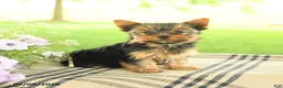 Yorkshire Terrier dogs for sale: Violet - Ad 3