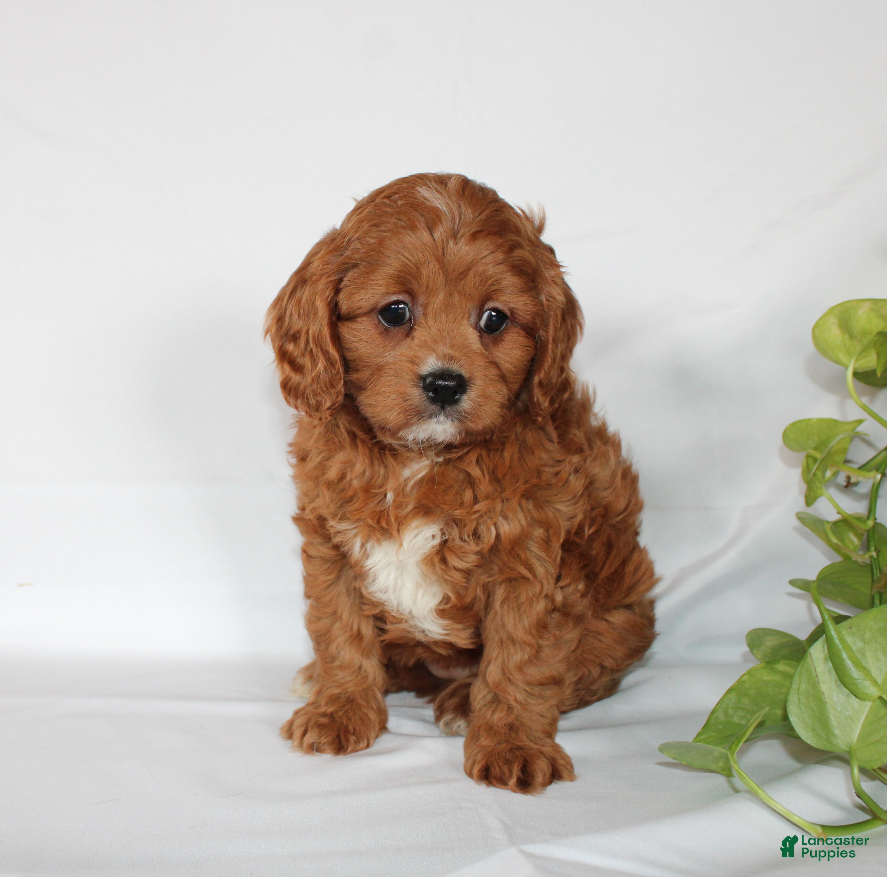 Cavapoo dogs Cindy - Ad 1