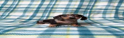 Miniature Dachshund dogs for sale: Black and Tan Silver Dapple Smooth Coat Male AKC  - Ad 8