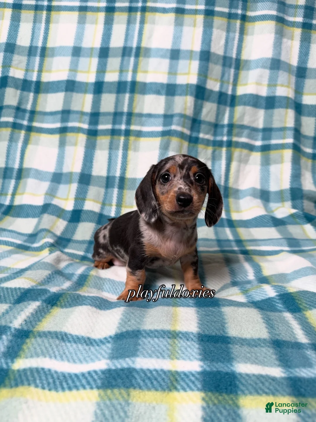 Miniature Dachshund dogs for sale: Black and Tan Silver Dapple Smooth Coat Male AKC  - Ad 8