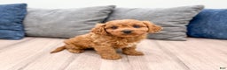 Cavapoo dogs for sale: Brooklyn - Ad 2