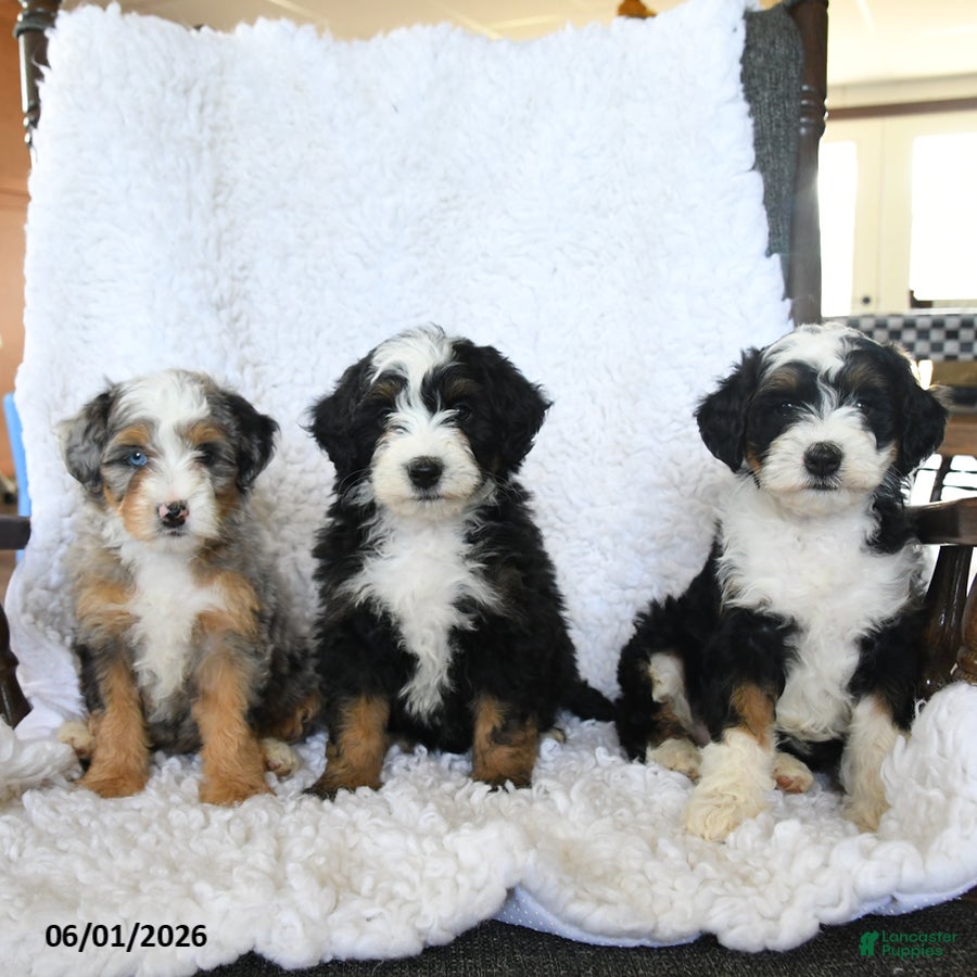 Mini Bernedoodle dogs for sale: Fancy - Ad 5