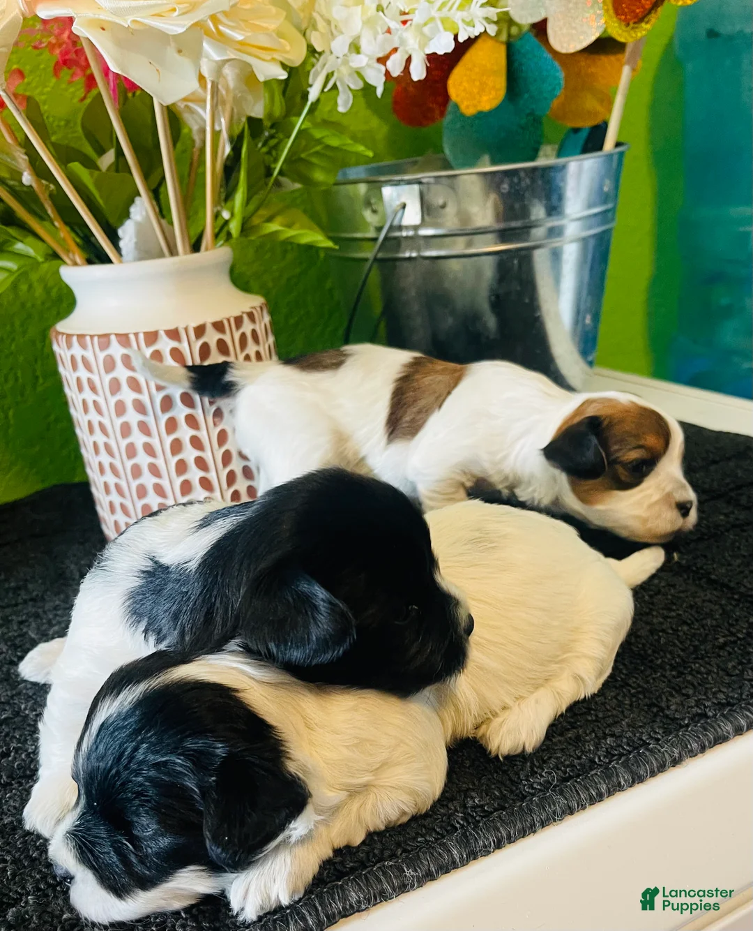 Havanese dogs for sale: Havanese 4 - Ad 2